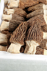 Dried Morel Mushrooms from Yunnan Province China - Alpine Forest Picking Harvest Collection