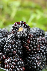 Fresh Yunnan Blackberries Imported Berries with Green Nature Background