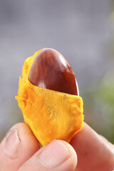 Fresh Roasted Chestnut in Hand with Golden Yellow Shell Peeled Open