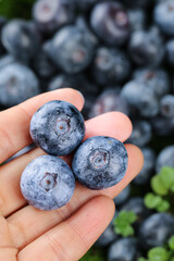 Fresh Yunnan Blueberries in Hand - Premium Imported Fruits with Water Droplets for Healthy Food Presentation
