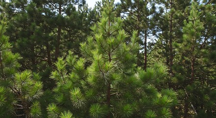 Lush green pine trees in a dense forest with sunlight and overcast sky