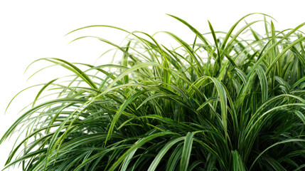 Green ornamental grass with delicate seed heads isolated on transparent background