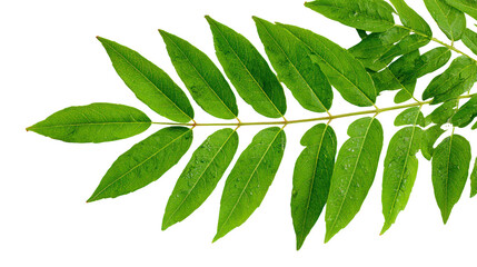 Green compound leaf with multiple leaflets isolated on transparent background