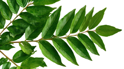 Green curry leaves branch isolated on transparent background
