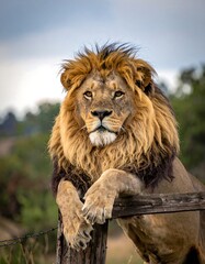 Obraz premium Lion resting on a fence