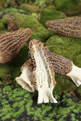 Fresh Morel Mushrooms with Stalks on Moss - Premium Wild Edible Fungi