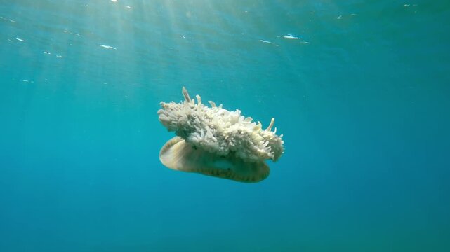 Jellyfish swims in turquoise water in bright sunrays, Backlight, Slow motion of Upside Down Jellyfish, Cassiopea andromeda swimming below water surface in contre-jour