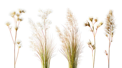 Collection of dried wildflowers and grasses isolated on transparent background
