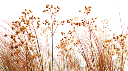 Field of wildflowers with warm orange and yellow tones isolated on transparent background