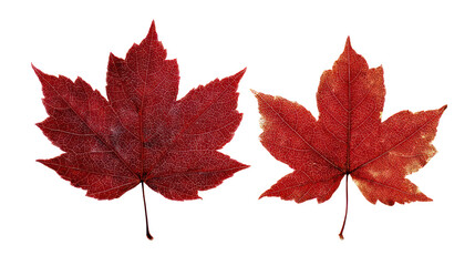 Two red glitter maple leaves isolated on transparent background