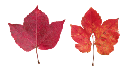 Two red and orange maple leaves isolated on transparent background