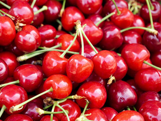 Fresh Red Cherries with Stems Close-up - Shandong Early Summer Harvest Fruit Beauty