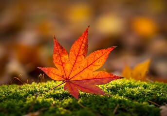 Autumn maple leaf on moss