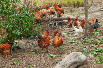 Free Range Chickens and Roosters Walking in Farm Yard with Hens Foraging on Ground