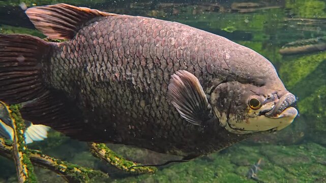 Close up view of an Elephant Ear Gourami fish swimming slowly by underwater.