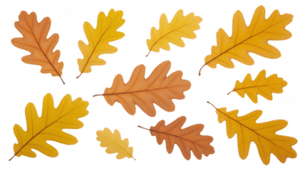 Collection of autumn oak leaves isolated on transparent background. set of autumn leaves. autumn leaves collection