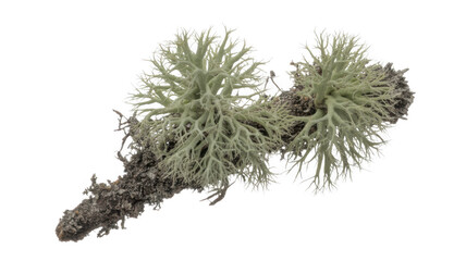 Close up of pale green lichen branch isolated on transparent background