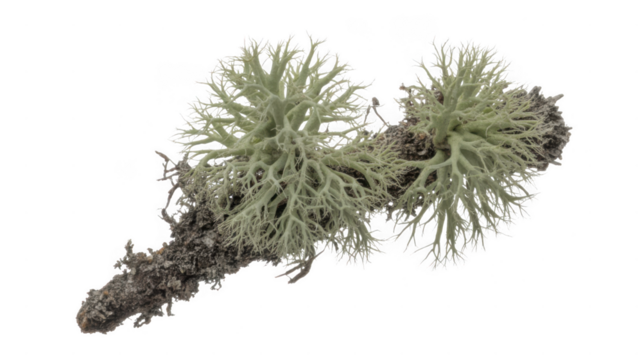 Close up of pale green lichen branch isolated on transparent background