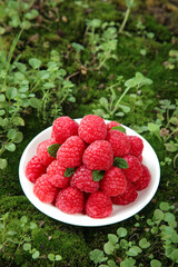 Fresh Red Raspberries with Mint on White Plate in Natural Garden Setting