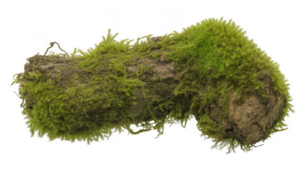 Green moss growing on a piece of wood isolated on transparent background. green grass on white background