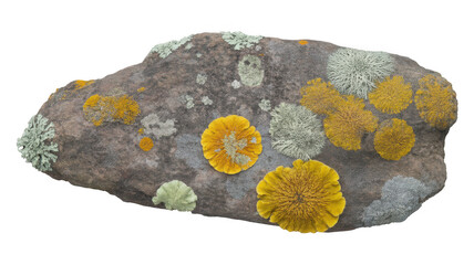 Close up of a textured rock with colorful lichen growth isolated on transparent background. old stone