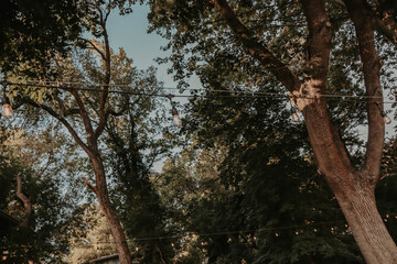 string through backyard trees 