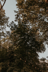 string lights swinging below tree line
