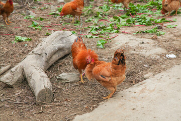 Free Range Hens Foraging on Organic Farm with Natural Environment and Fallen Logs