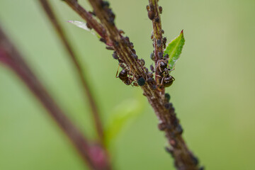 An ant tending to aphids on a thistle stem.
