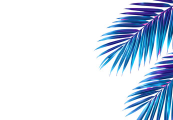 Coconut leaf wallpaper