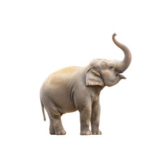 Obraz premium Adorable Young Elephant Standing Gracefully in Profile Against a White Background