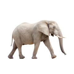 Obraz premium Majestic African Elephant Walking Gracefully in Natural Habitat with Detailed Texture and Strong Presence
