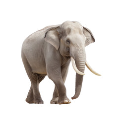 Obraz premium Majestic Asian elephant walking gracefully in natural habitat, showcasing unique features and gentle demeanor against white background