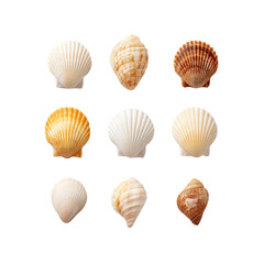 Assorted Close-up Views of Colorful Scallop Shells on a White Background for Nature and Marine Themes