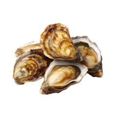 Fresh Raw Oysters on a White Background Perfect for Culinary or Seafood Illustration in Stock Photography