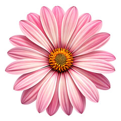 Beautiful Pink Daisy Flower Isolated on Black Background Floral Design Element Close Up Detailed Macro Photography