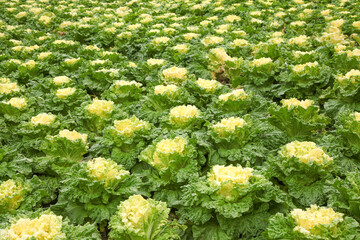Fresh Cabbage Field with Green and Yellow Vegetables Growing in Farmland Rows