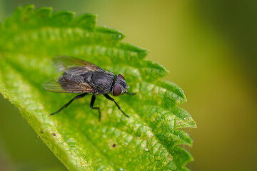A black fly on a green nettle leaf.
