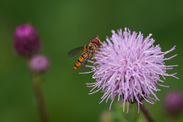 A hoverfly on a pink thistle flower in close-up.