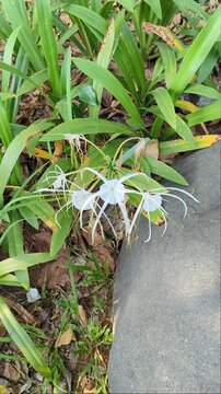 Delicate White Spider Lily Flower Blossom in a Verdant Garden