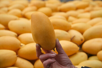 Fresh Golden Hainan Sweetheart Mango Tropical Fruit Market Display