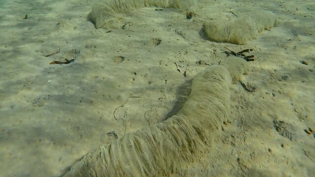 View from above of Jelly-like tubes on sandy-silty seabed in daylight, Slow motion of Sausage jelly on sand at bottom of sea in sun glare on day time