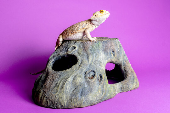 Bearded dragon lizard perched on wooden hide against purple background