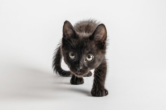 Black kitten crouching in stalking pose on white background