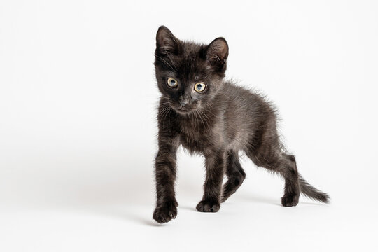 Black kitten standing with curious expression on white background
