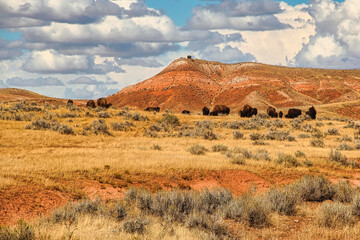 American Bison Herd on the Bison Pasture below the Red Cliffs in Hot Springs State Park in Thermopolis Wyoming in Late Summer.