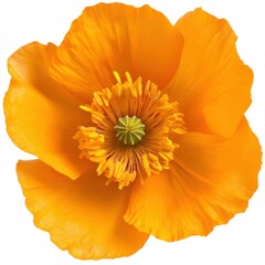 Bright Orange Flower with Delicate Petals and Intricate Center