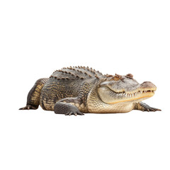 Obraz premium Realistic close-up of an alligator on a white background showcasing textured skin and detailed features