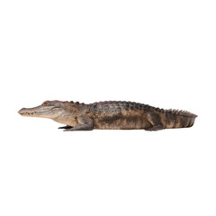 Naklejka premium Detailed View of a Large Crocodile Lying on a White Background Isolated for Wildlife and Nature Applications