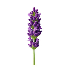Obraz premium Beautiful Lavender Flower Stem Isolated on a White Background with Detailed Petals and Green Leaves for Floral Designs
